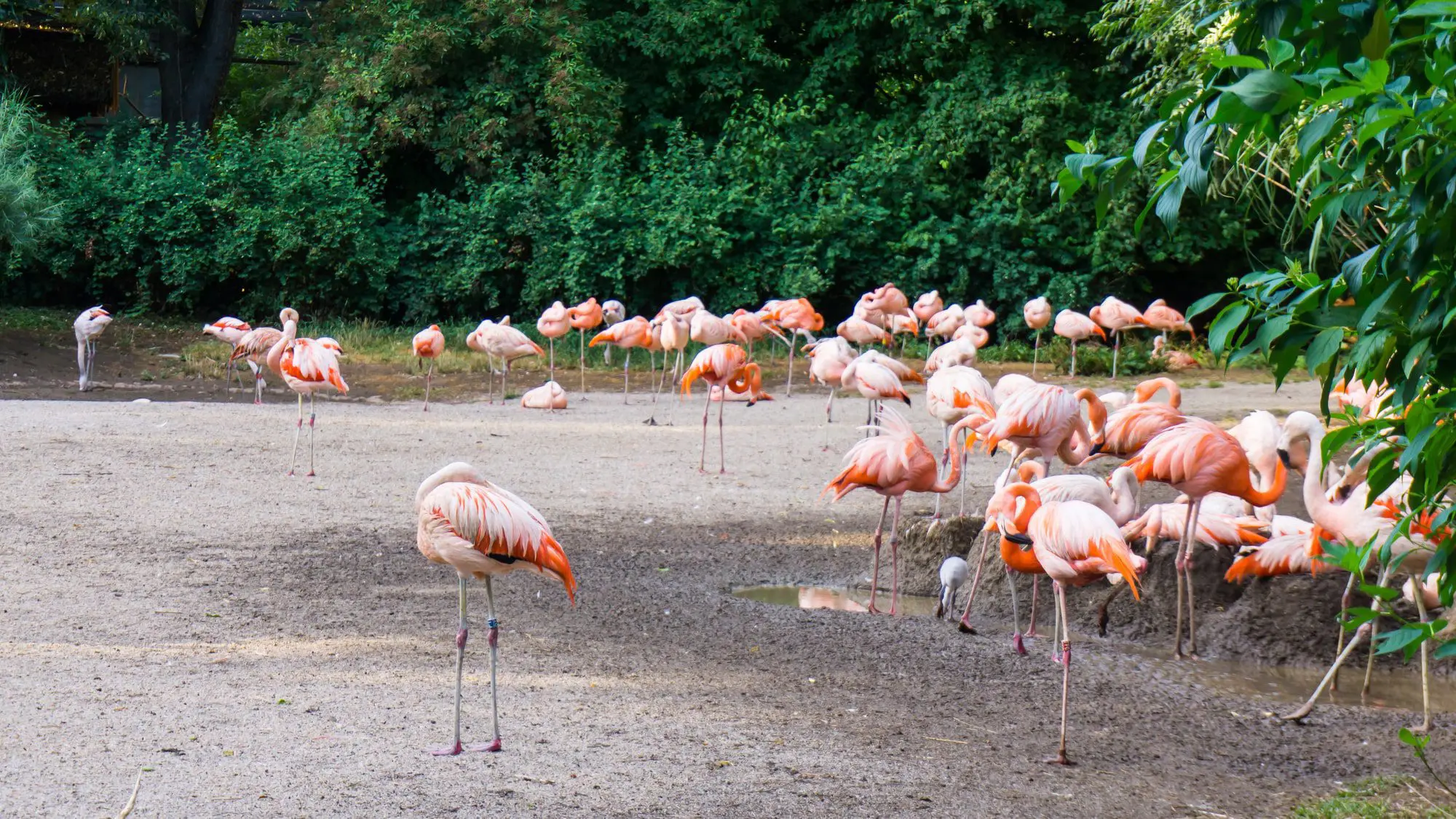 Prague’s Zoo-min