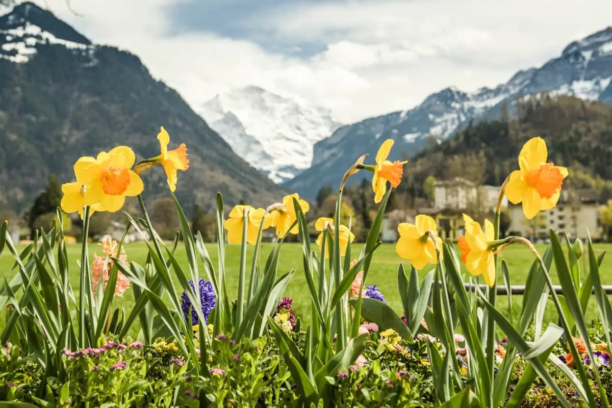 Interlaken nestled in Bernese highlands