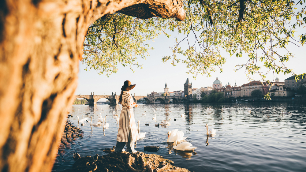 A girl in white dress and brown hat feeding white swans at Vltava river in Prague. View of the Vltava River and Charles Bridge.