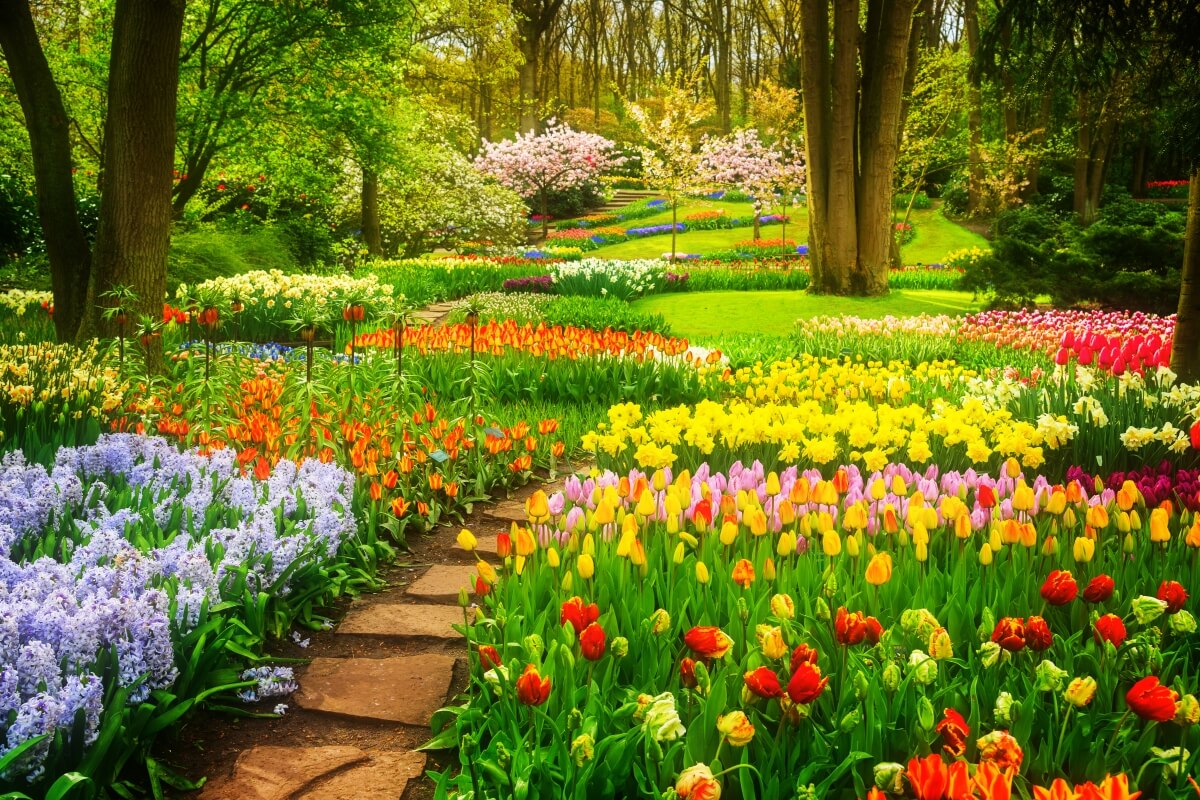 Beautiful tulip fields in Amsterdam